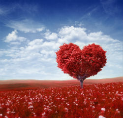 cuore1