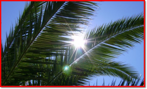 palme-cv