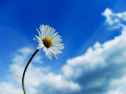 fiore